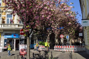 Mitarbeitende des Ordnungsamtes in gelben Westen sperren eine Straße mit blühenden Kirschbäumen