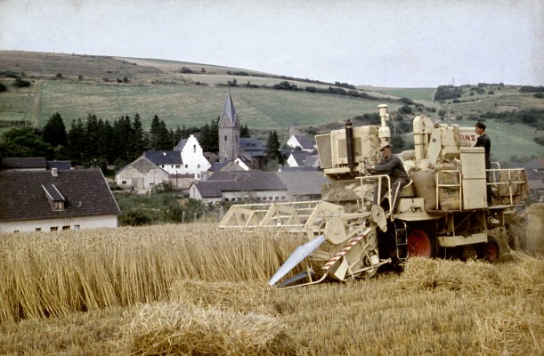 Getreideernte mit dem Mähbinder