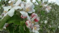 Mehrere Obstbäume, Kirsche oder Apfel, stehen in voller Blüte, im Hintergrund blauer Himmel.