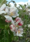 Mehrere Obstbäume, Kirsche oder Apfel, stehen in voller Blüte, im Hintergrund blauer Himmel.