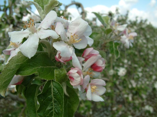 Mehrere Obstbäume, Kirsche oder Apfel, stehen in voller Blüte, im Hintergrund blauer Himmel.