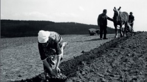 Frau mit weißem Kopftuch beim Sähen von Kartoffeln, dahinter Mann mit Pferd und Hundspflug