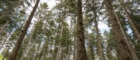 Waldimpression Forstrevier Stolberg-Zweifall