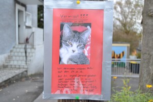 Aushang: "Katze vermisst" auf rotem Papier mit Foto der Katze