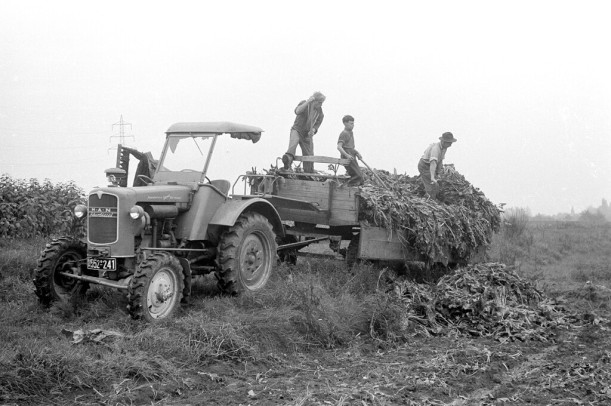 Auf einem Feld stehen Landarbeiter und ein Traktor samt beladenem Anhänger.