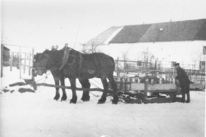 Zwei Pferde sind mittels Kummete angespannt und ziehen einen mit Milchkannen beladenen Schlitten. Hinter dem Schlitten steht ein Mann.