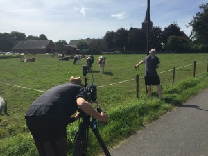 Dreharbeiten in einem niederrheinischen Dorf: Der Kameraassistent versucht eine Kuh an den Zaun zu locken, damit sie gut ins Bild gesetzt werden kann.