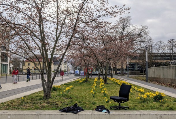Vor einem urbanen Beet mit Osterglocken und einem blühendem Baum steht ein Bürostuhl