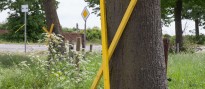 Ein gelbes Protestkreuz lehnt an einem zum Fällen markierten Baum.