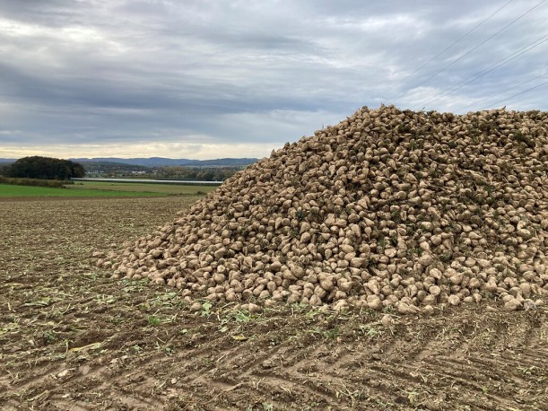 Auf einem abgeernteten Feld liegt ein hoher Berg geernteter Zuckerrüben.