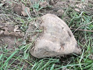 Eine Zuckerrübe liegt auf einem Feld.