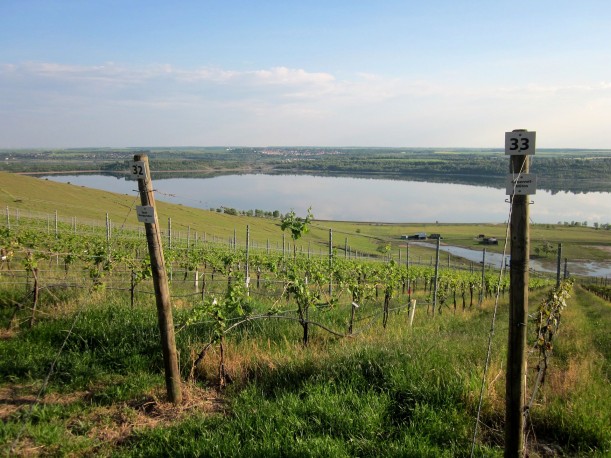 Im Vordergrund und unteren Bildbereich ist Wein in abfallender Hanglage angebaut. Der Hang fällt zum Geiseltalsee, welcher im Hintergrund zu sehen ist, ab. Im oberen Bildbereich befindet sich leicht bewölkter Himmel. Am Horizont ist ein Dorf zu erkennen.