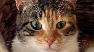 Foto einer dreifarbigen Katze von vorne